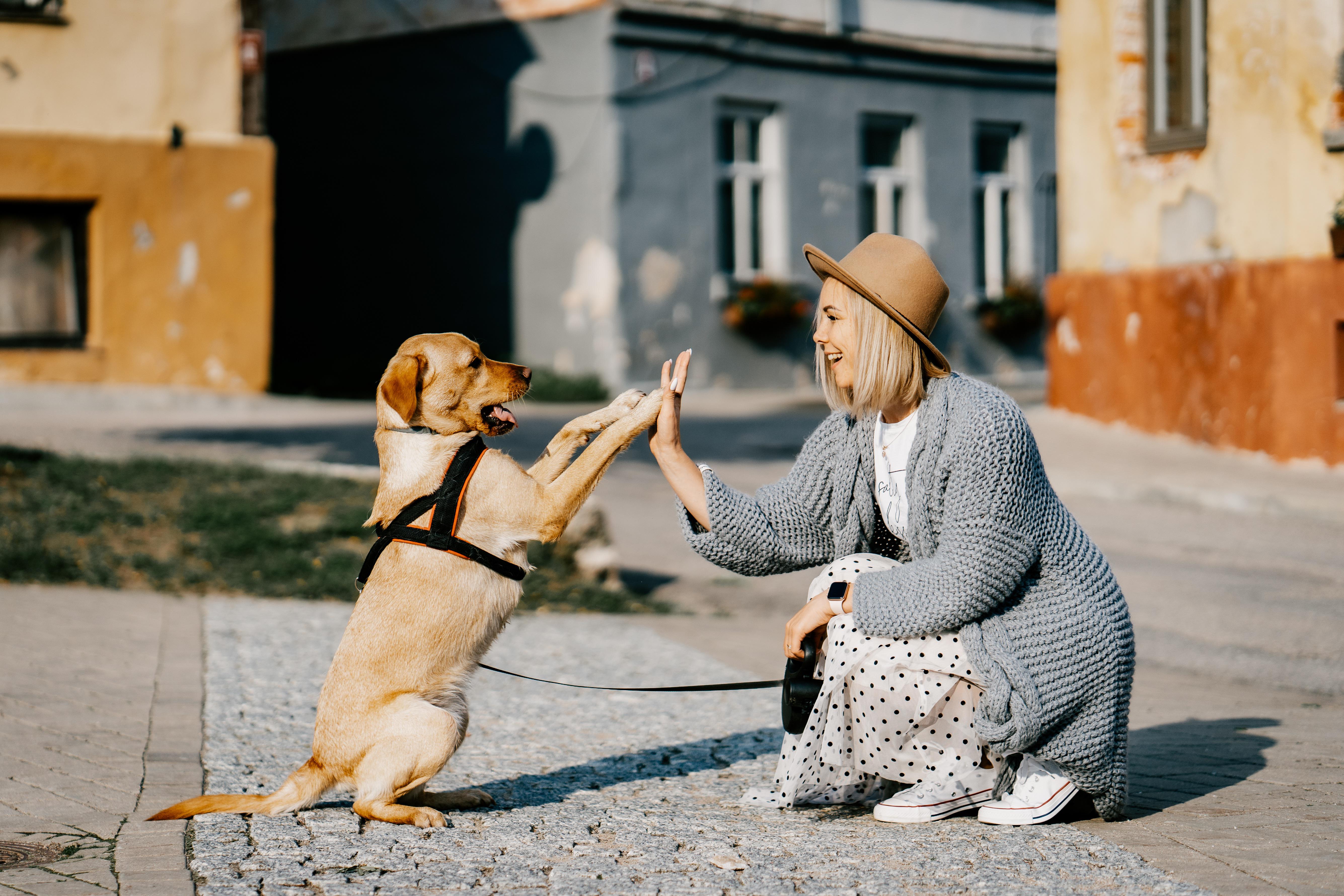 Sokak Köpeği Sahiplendim Eğitimi Nasıl Olmalı