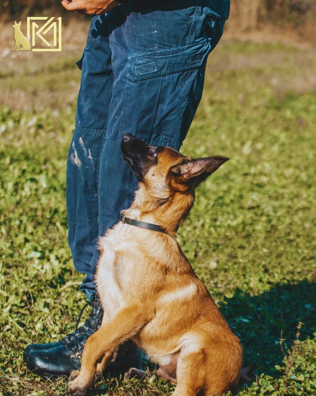 Yavru Köpeklerde Temel İtaat Eğitimi Ne Zaman Başlamalı