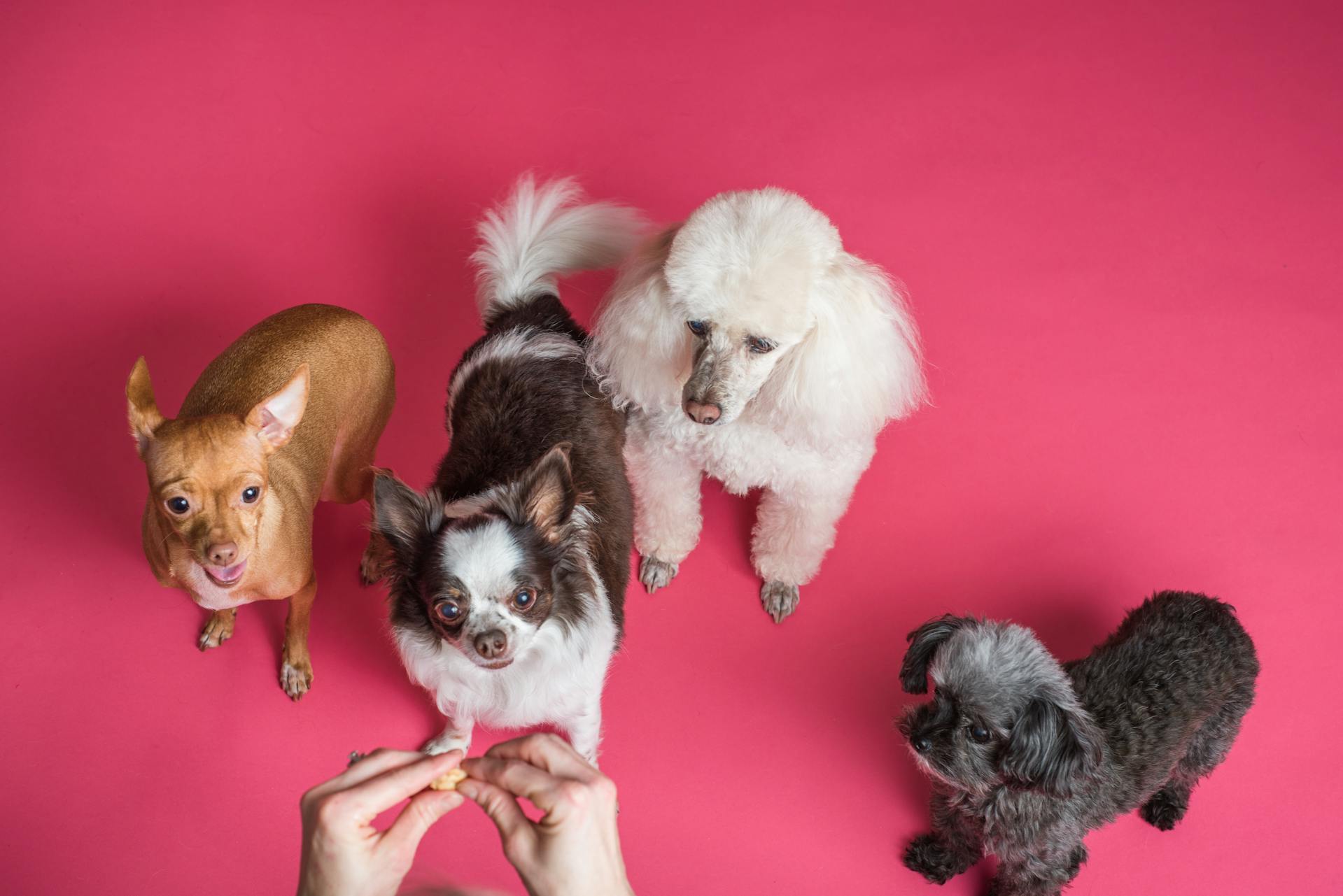 Yavru Köpek Eğitiminde Yapılan 7 Hata ve Çözüm Önerileri