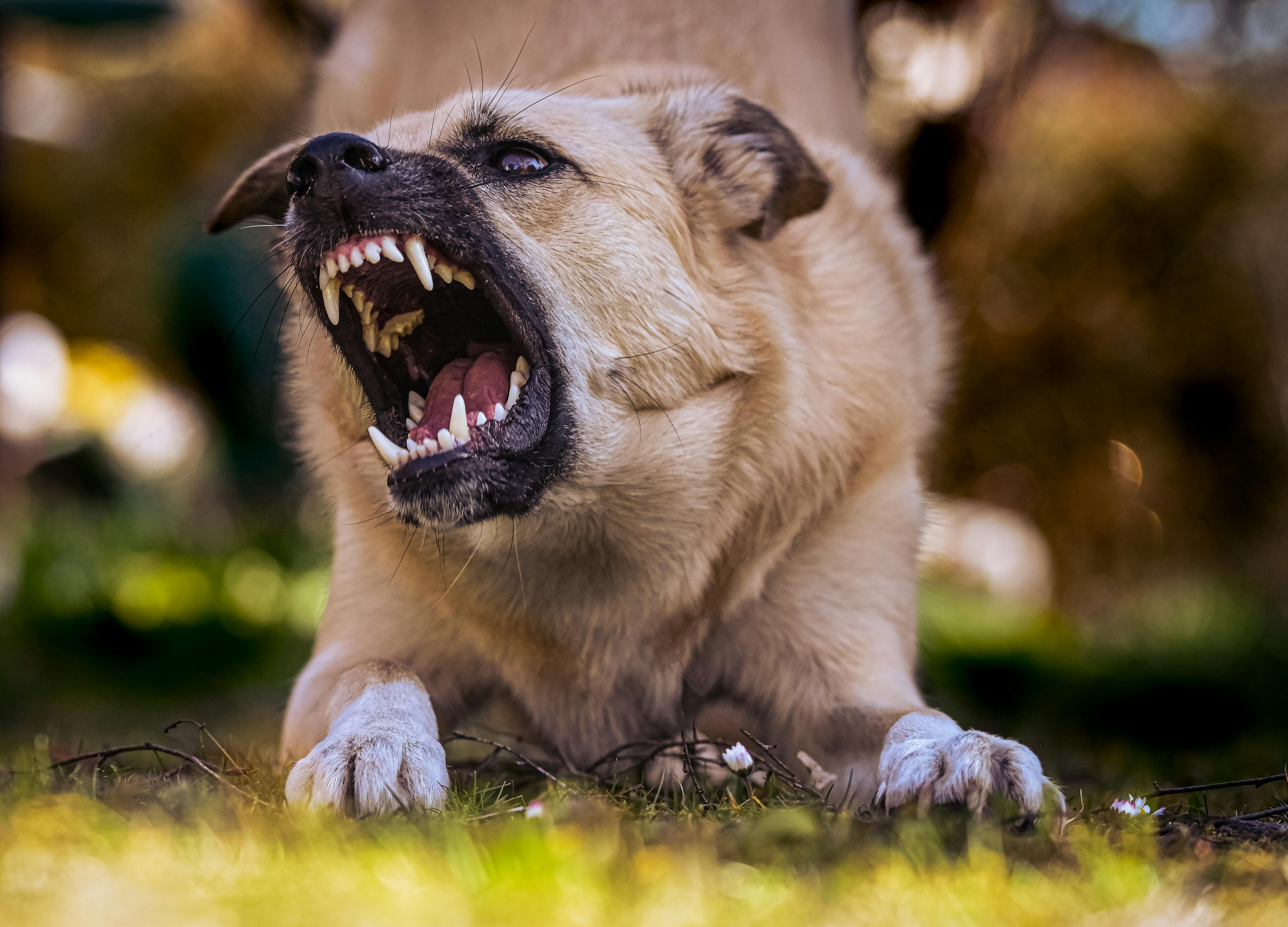 Köpeklerde Saldırganlık Belirtiler Nedenler ve Çözüm