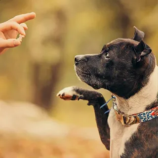 Köpek Eğitiminde Duygusal Yaklaşımın Aktif Rolü Nedir Davranış Sorunları Nasıl Doğar