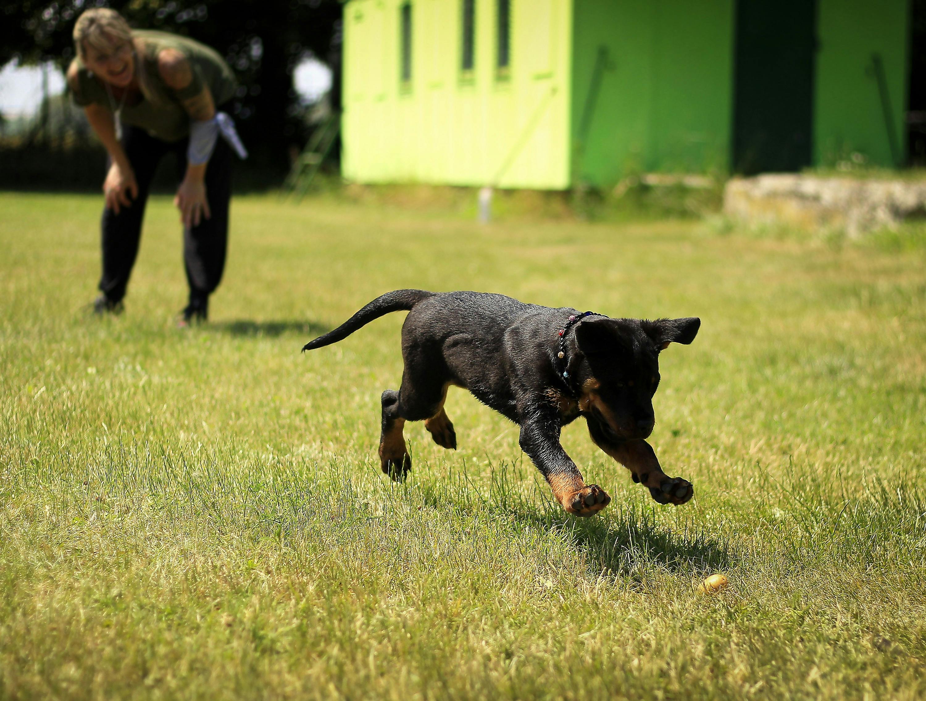Köpeğim Komutları Anlamıyor Neden