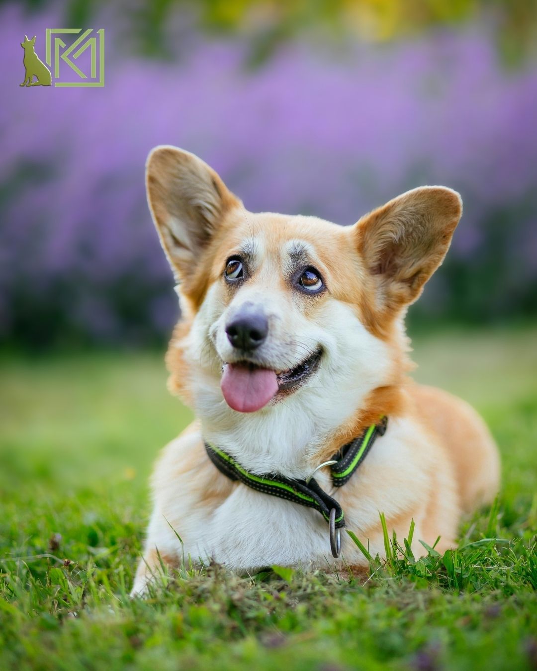 Köpeğim Neden Söz Dinlemiyor Yaygın 5 Disiplin Hatası