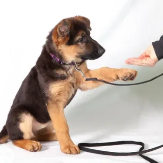 Bir köpeğe hayır nasıl öğretilir