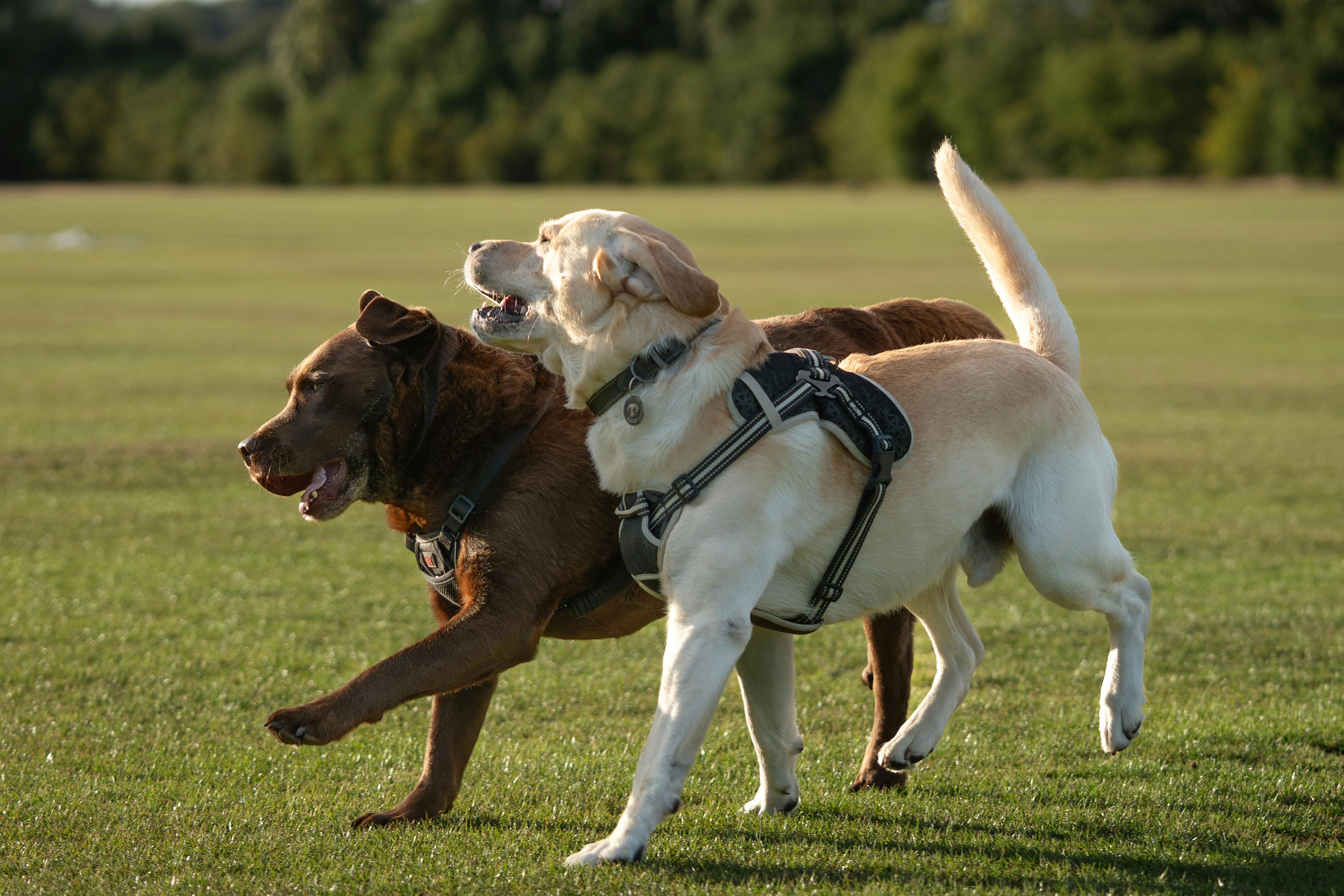 Köpeğim Çok Havlıyor Aşırı Havlama Sorunu ve Eğitimi