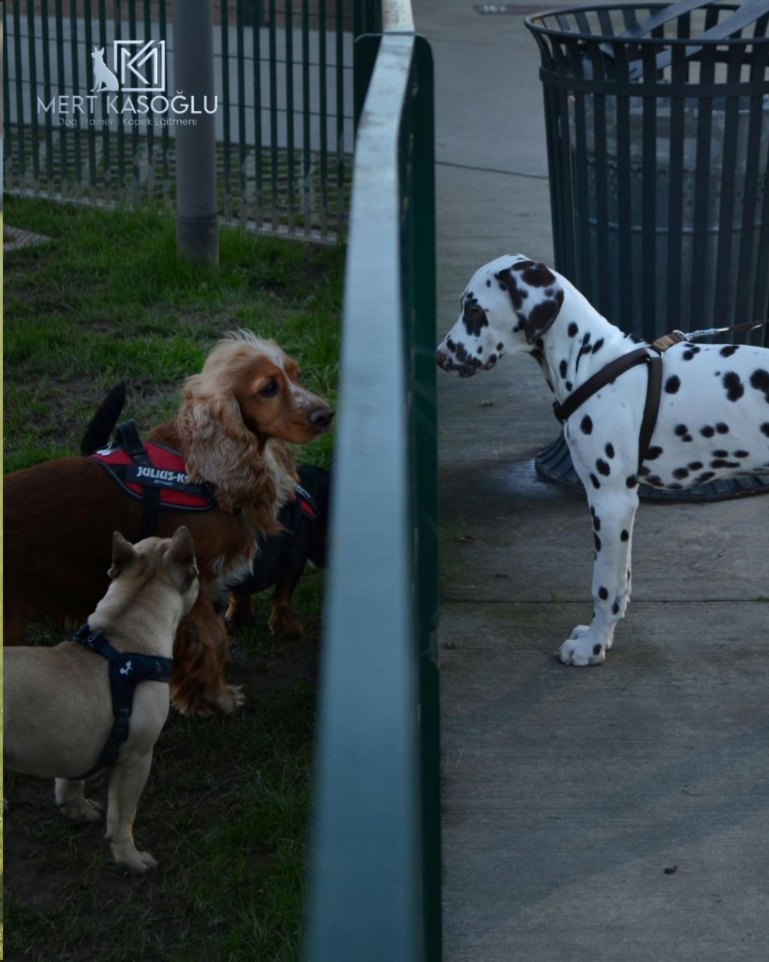 Davranış Problemleri Çözümü