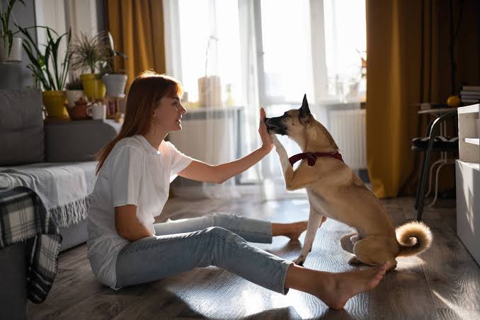 Yerinde Köpek Eğitimi (Özel Ders)